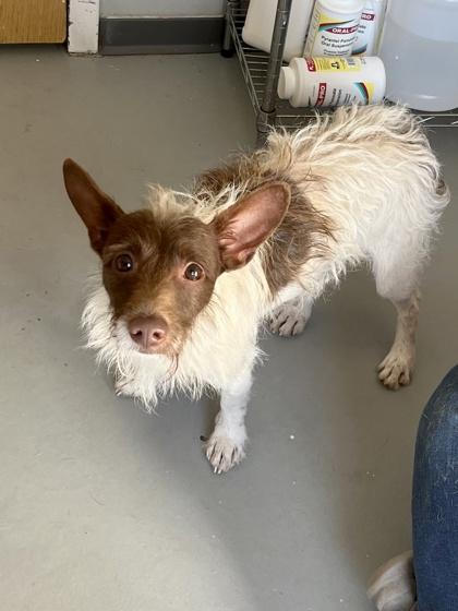Enlarge Creg 51360, a ADOPTABLE Mixed Breed in Oklahoma City, OK image 1/1