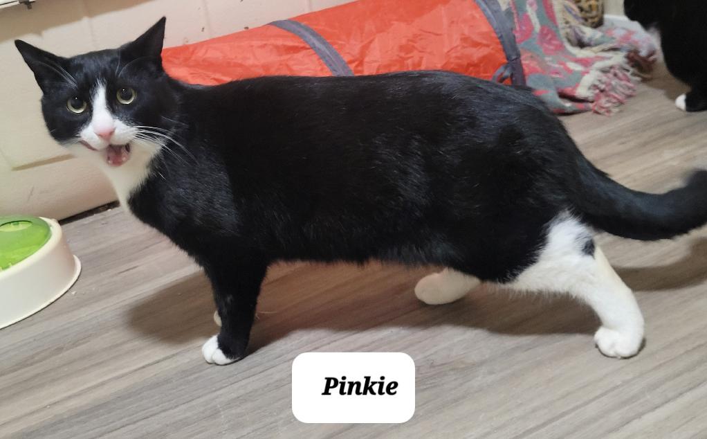 Pinky (m) 1yrs old Tuxedo, an adoptable Domestic Short Hair in Ottawa, ON, K4A 0P3 | Photo Image 3