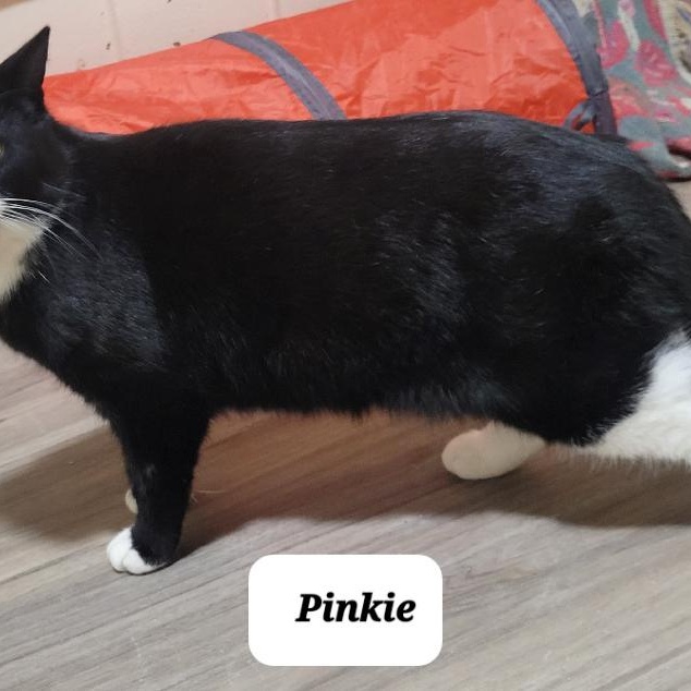 Enlarge Pinky (m) 3yrs old Tuxedo dsh, a Adoptable Domestic Short Hair in Ottawa, ON image 5/6