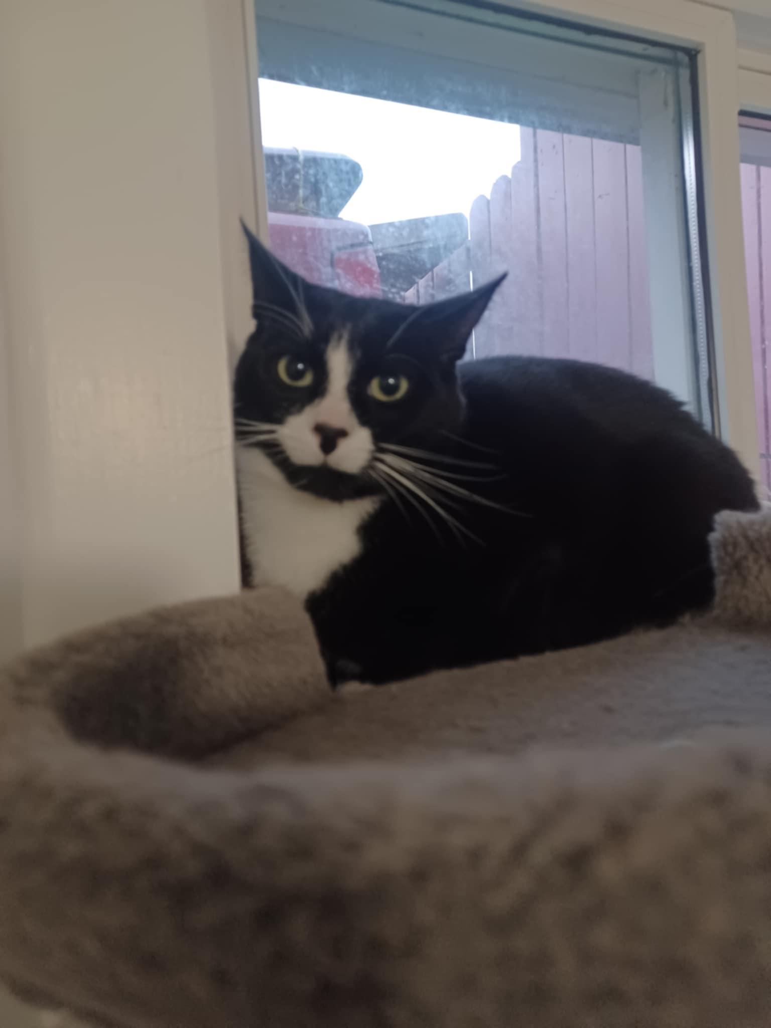 Pinky (m) 1yrs old Tuxedo, an adoptable Domestic Short Hair in Ottawa, ON, K4A 0P3 | Photo Image 1