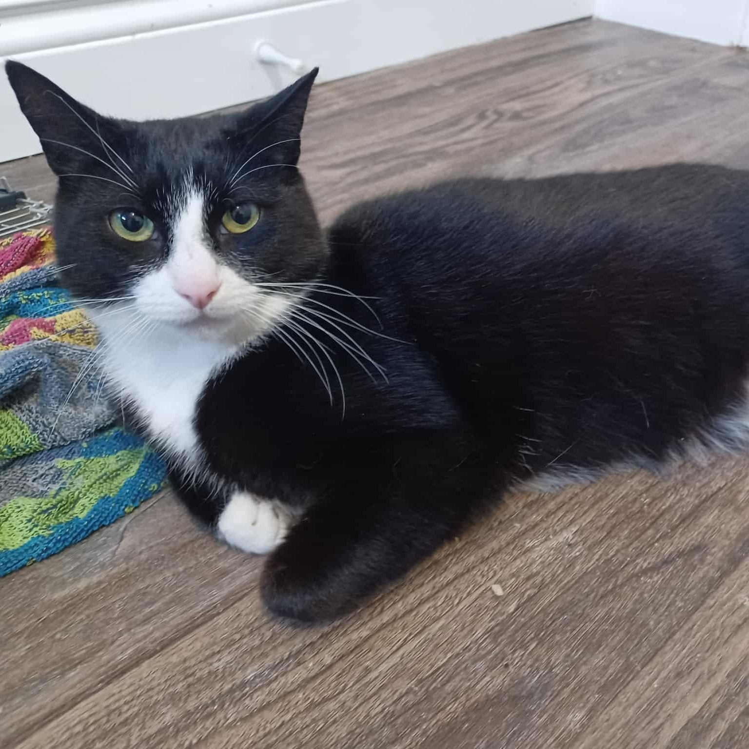 Enlarge Pinky (m) 3yrs old Tuxedo dsh, a Adoptable Domestic Short Hair in Ottawa, ON image 2/6