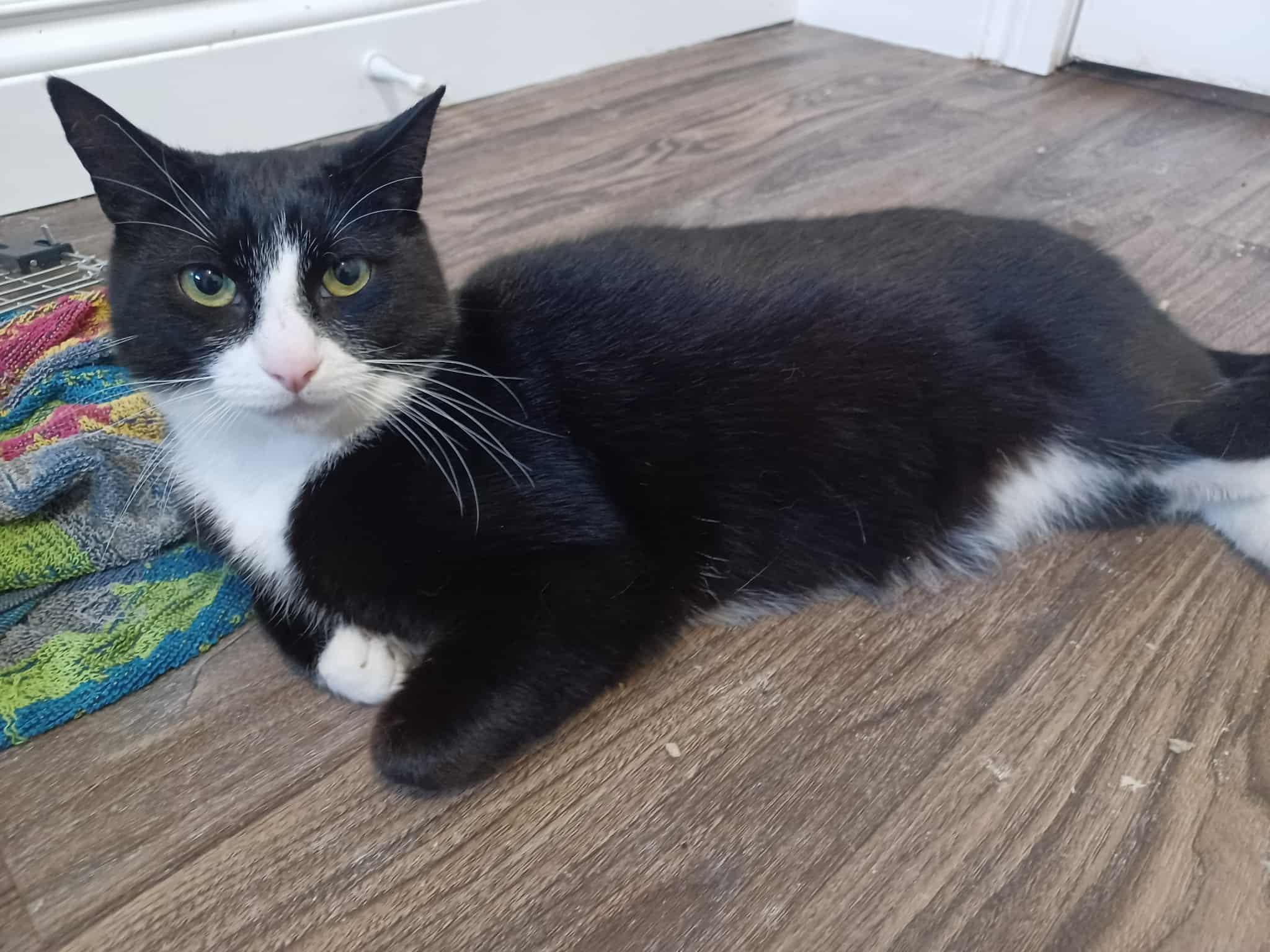 Enlarge Pinky (m) 2yrs old Tuxedo, a Adoptable Domestic Short Hair in Ottawa, ON image 1/6