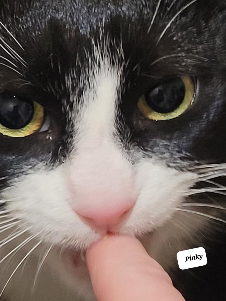 Enlarge Pinky (m) 2yrs old Tuxedo, a Adoptable Domestic Short Hair in Ottawa, ON image 4/6