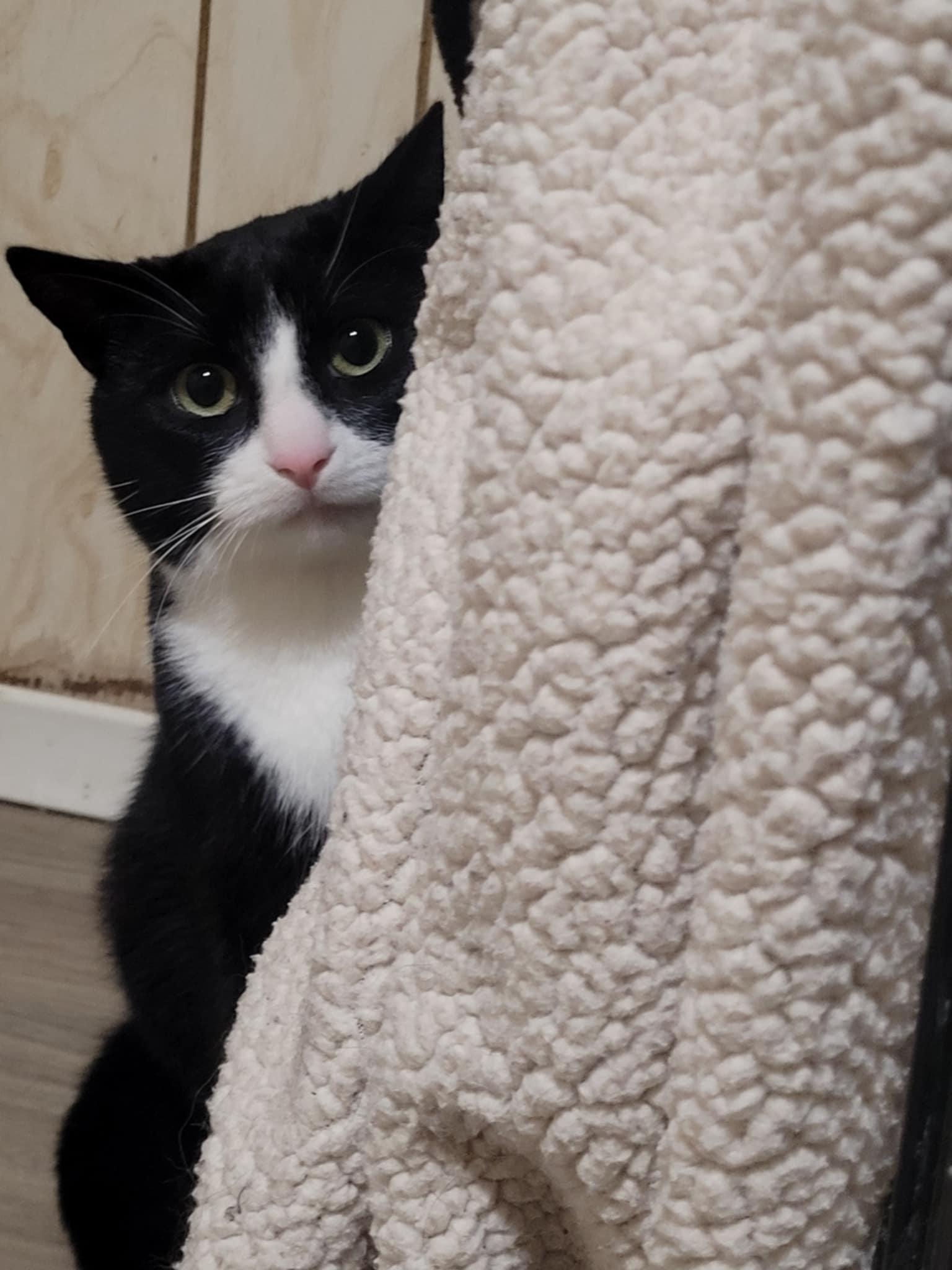 Pinky (m) 1yrs old Tuxedo, an adoptable Domestic Short Hair in Ottawa, ON, K4A 0P3 | Photo Image 4