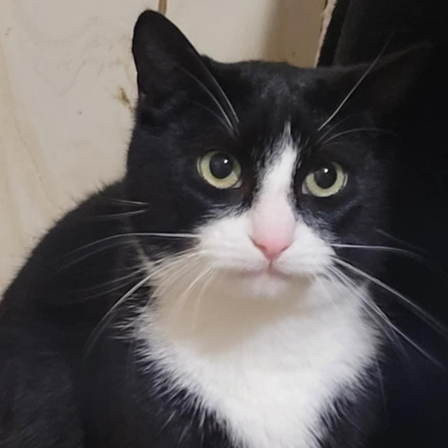 Enlarge Pinky (m) 2yrs old Tuxedo, a Adoptable Domestic Short Hair in Ottawa, ON image 3/6