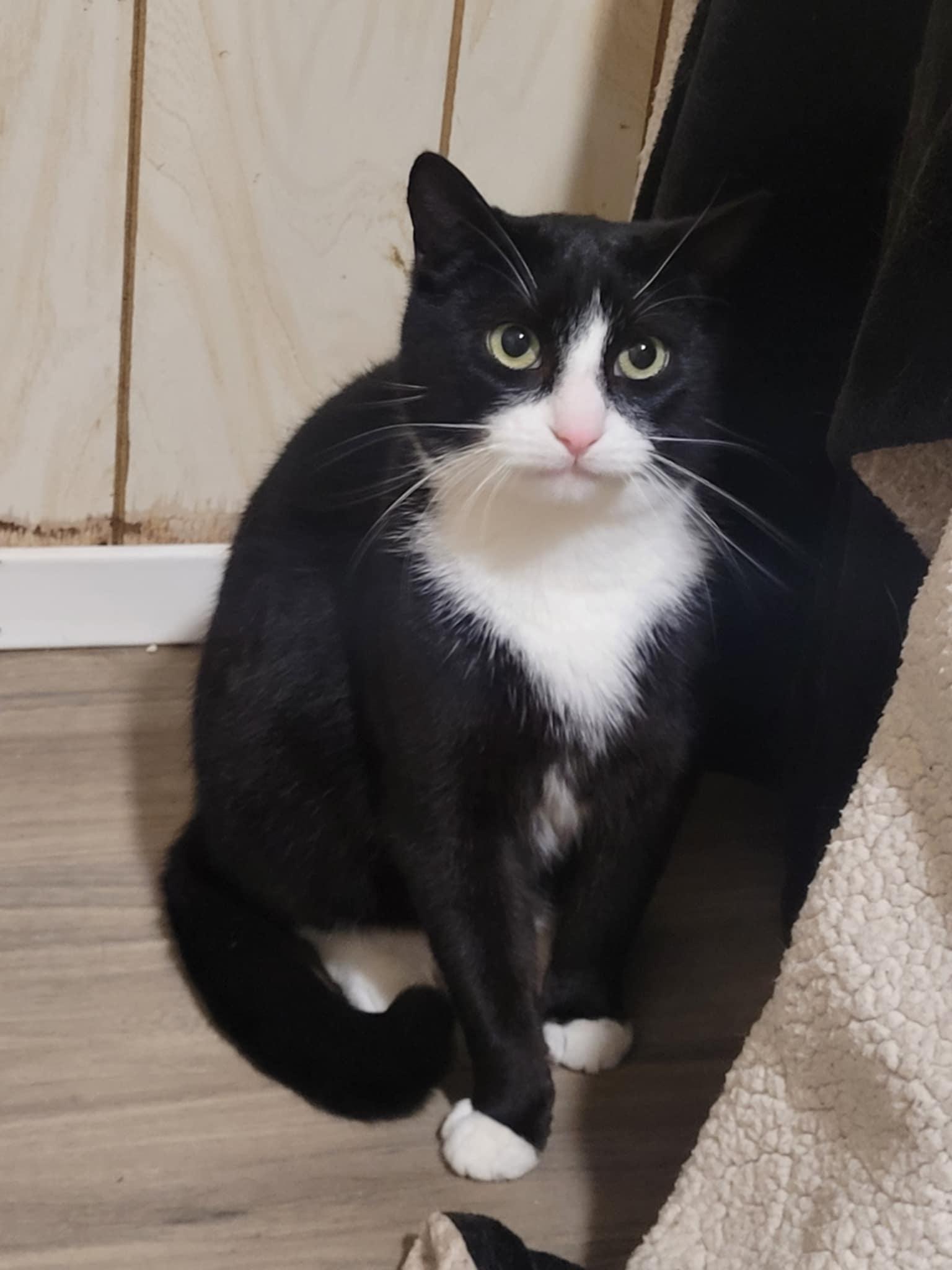 Enlarge Pinky (m) 2yrs old Tuxedo, a Adoptable Domestic Short Hair in Ottawa, ON image 3/6