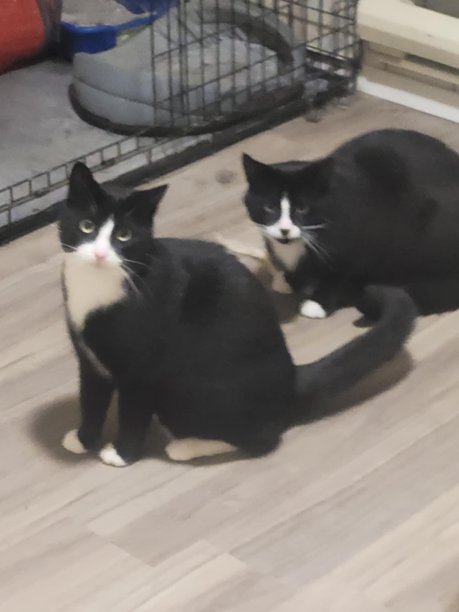Pinky (m) 1yrs old Tuxedo, an adoptable Domestic Short Hair in Ottawa, ON, K4A 0P3 | Photo Image 5