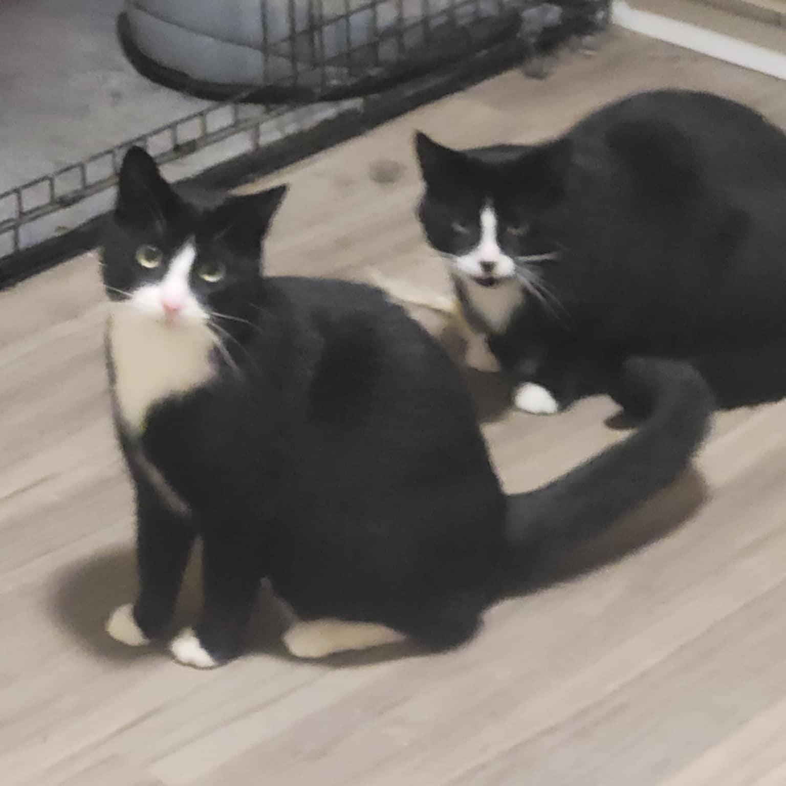 Enlarge Pinky (m) 2yrs old Tuxedo, a Adoptable Domestic Short Hair in Ottawa, ON image 6/6