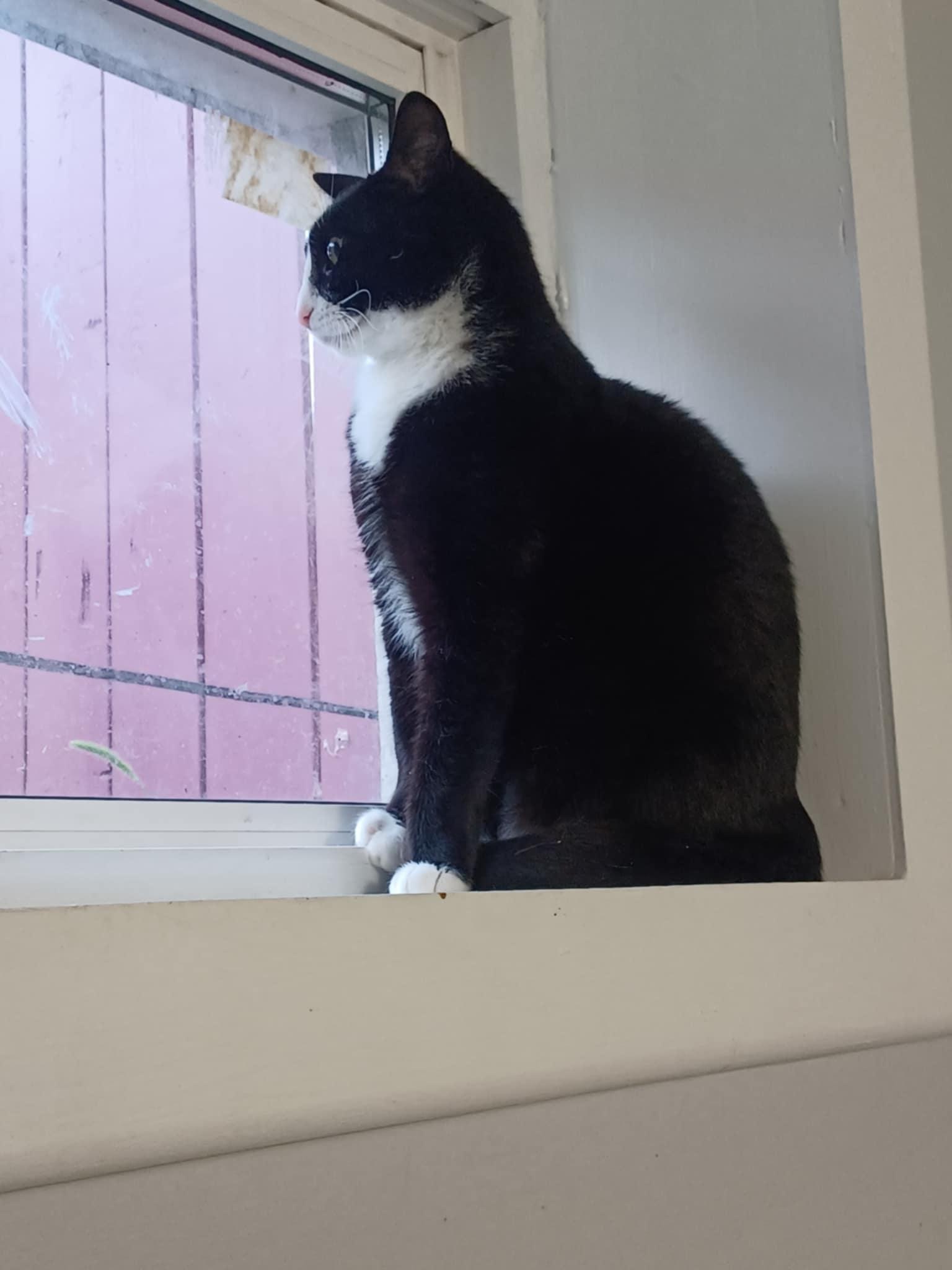 Pinky (m) 1yrs old Tuxedo, an adoptable Domestic Short Hair in Ottawa, ON, K4A 0P3 | Photo Image 2