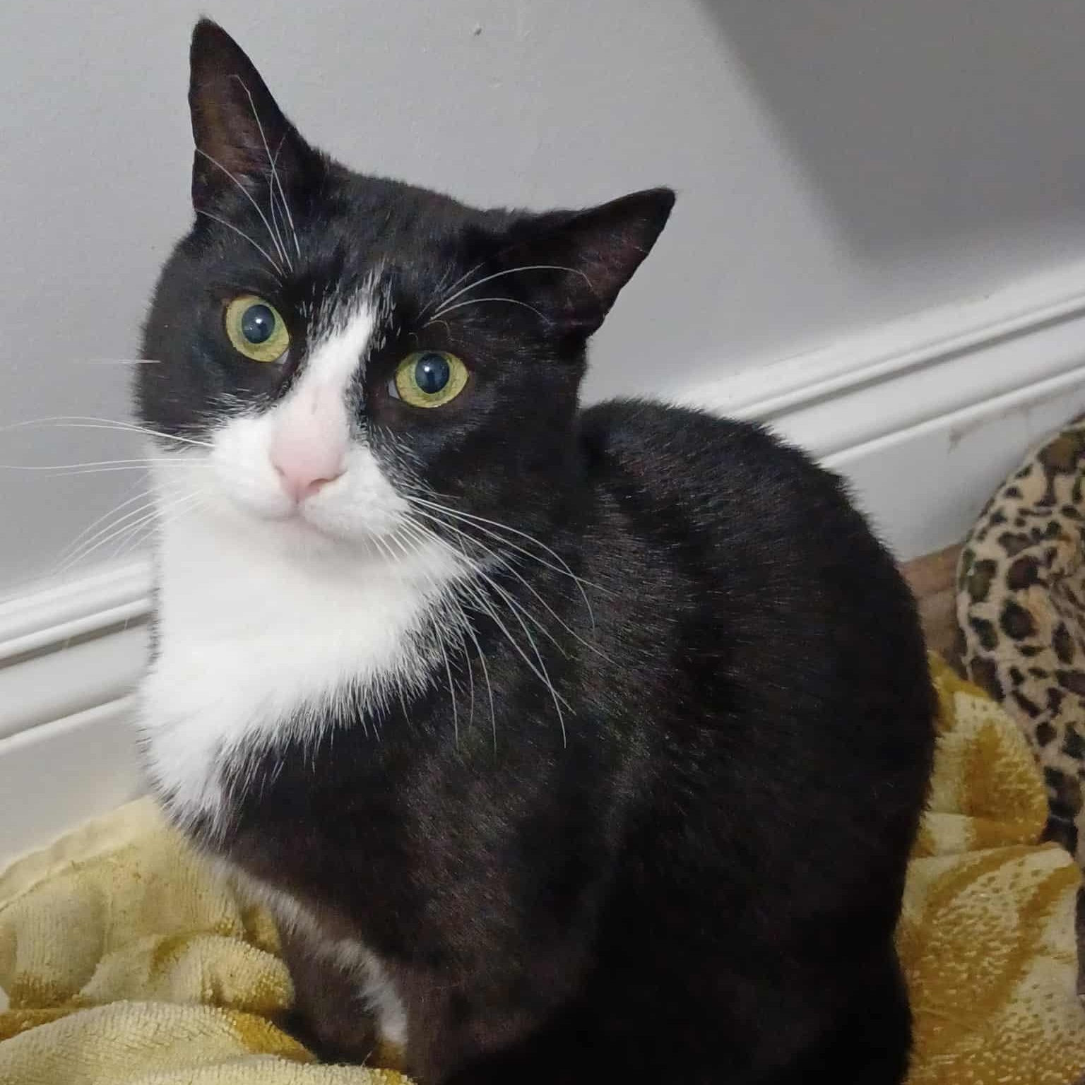Enlarge Pinky (m) 2yrs old Tuxedo, a Adoptable Domestic Short Hair in Ottawa, ON image 2/6