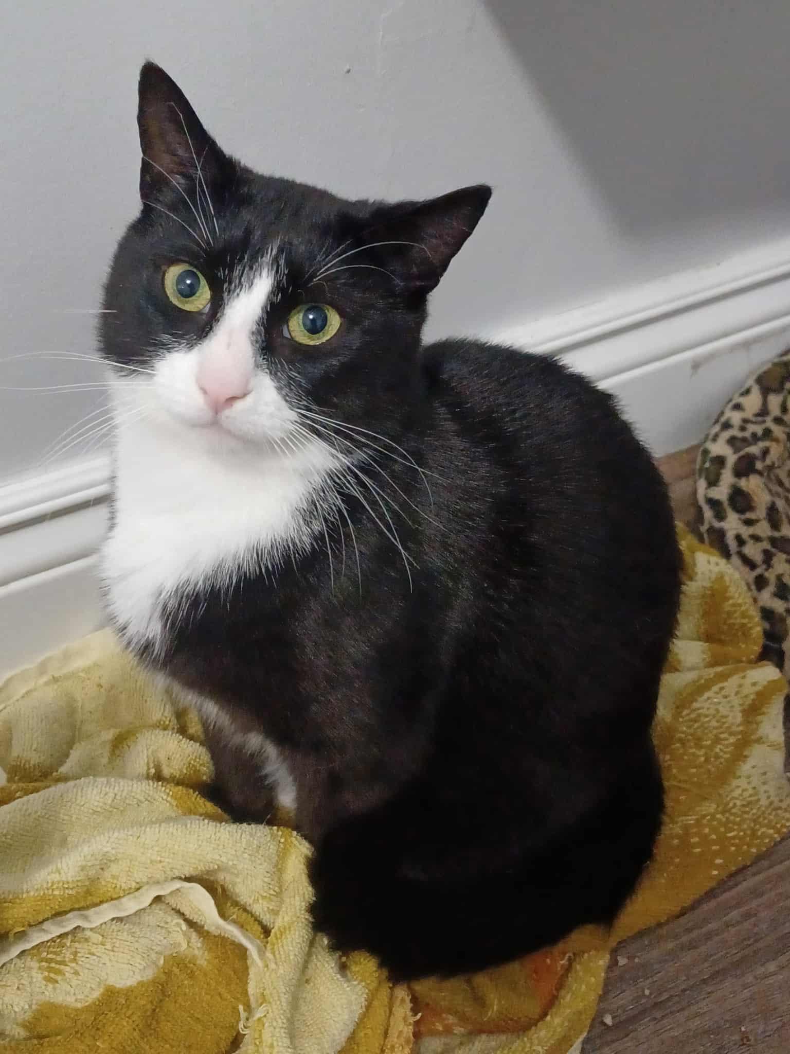 Enlarge Pinky (m) 2yrs old Tuxedo, a Adoptable Domestic Short Hair in Ottawa, ON image 2/6