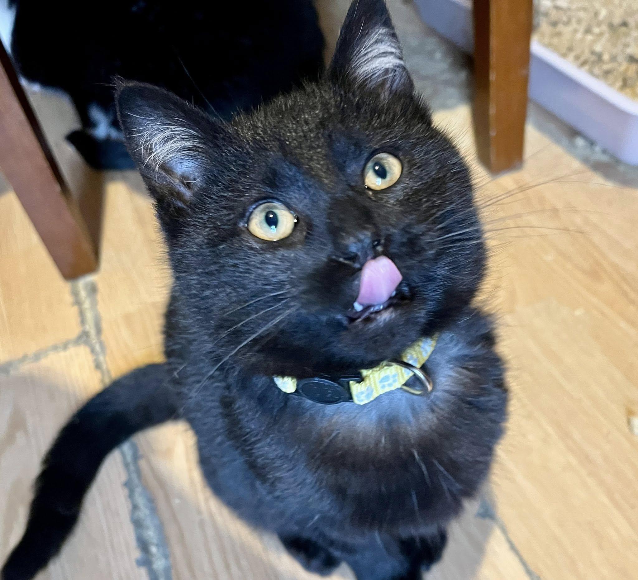 Enlarge Butter, a ADOPTABLE American Shorthair in Elkland, PA image 4/4