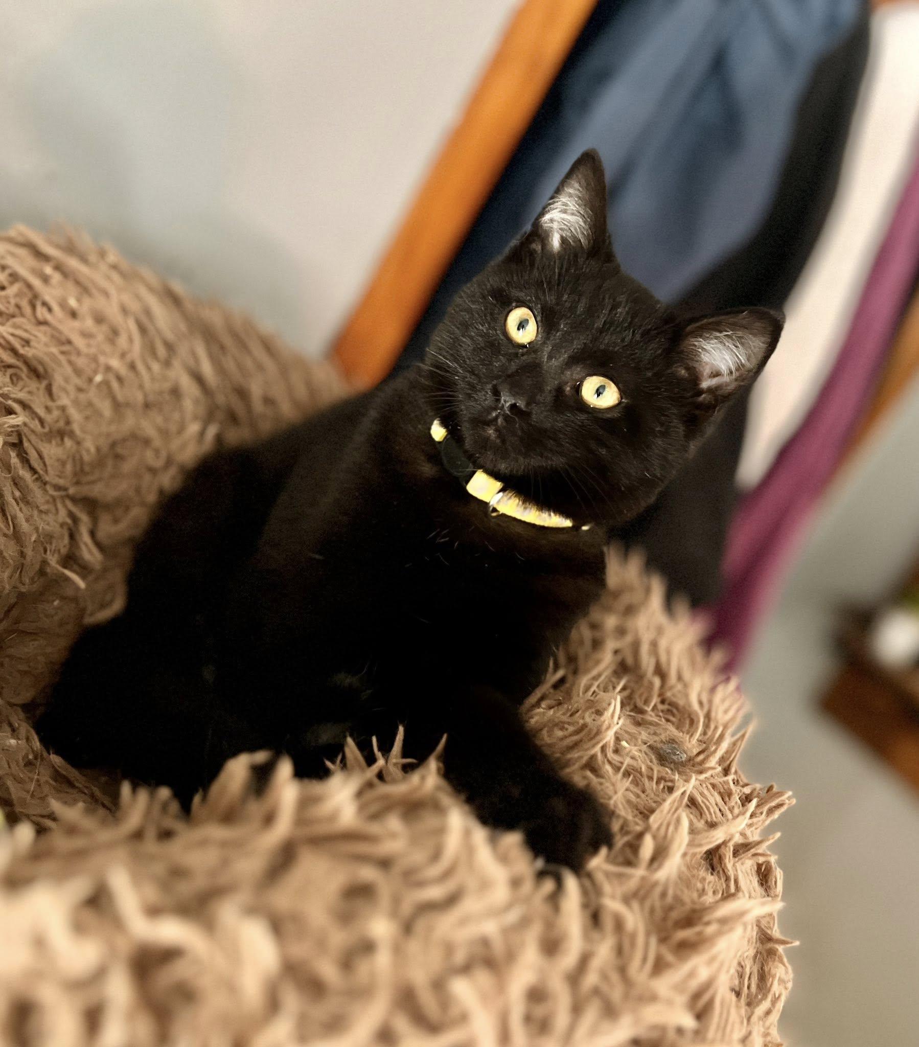 Enlarge Butter, a ADOPTABLE American Shorthair in Elkland, PA image 1/4