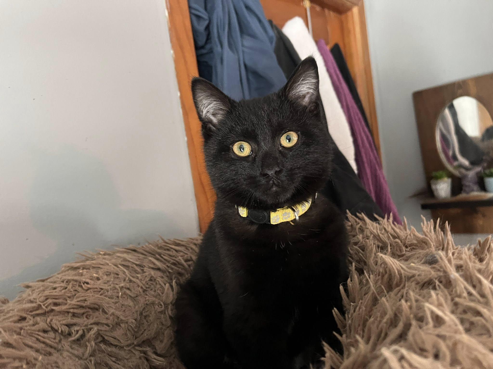 Enlarge Butter, a ADOPTABLE American Shorthair in Elkland, PA image 3/4