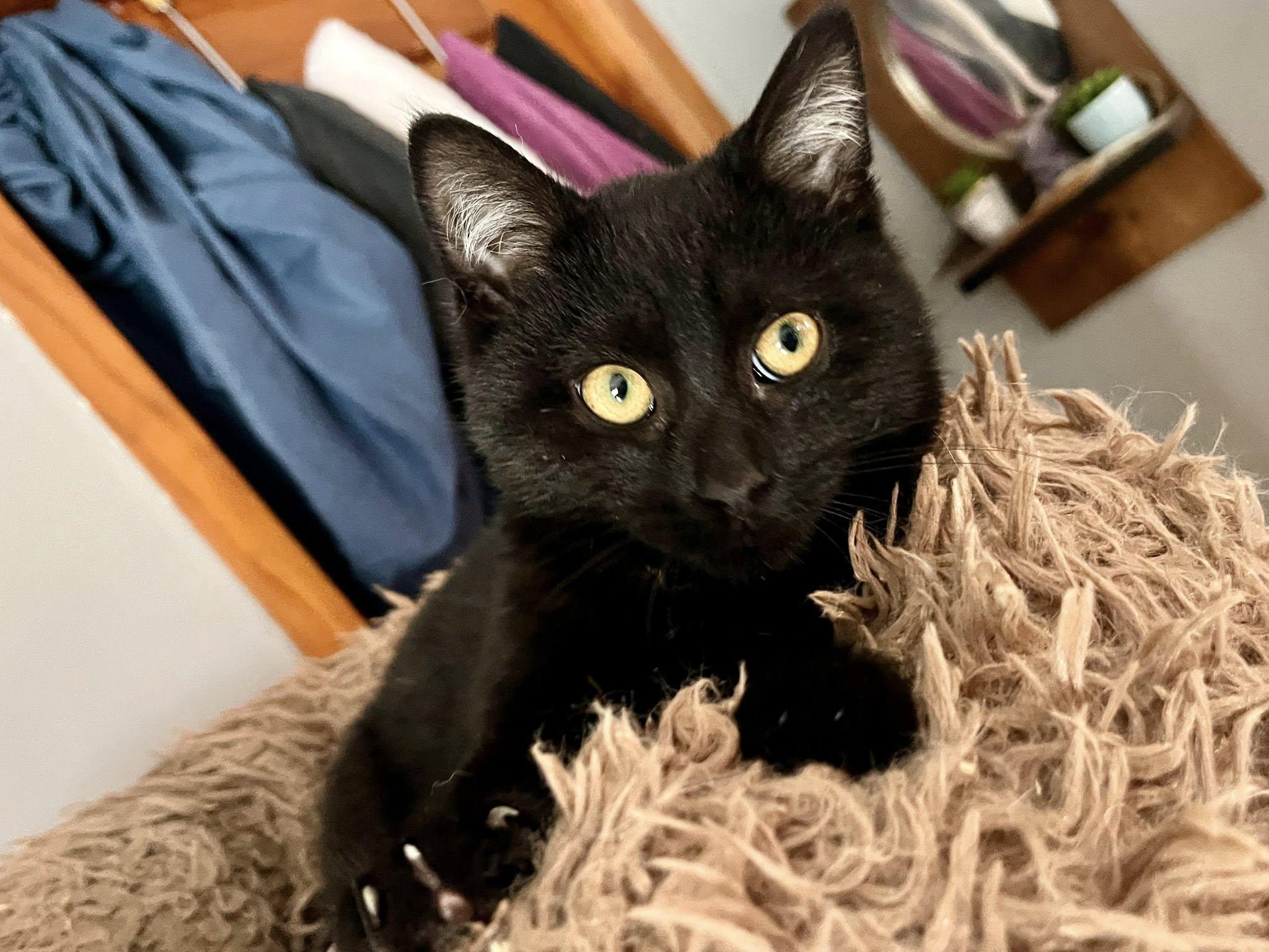 Enlarge Butter, a ADOPTABLE American Shorthair in Elkland, PA image 2/4