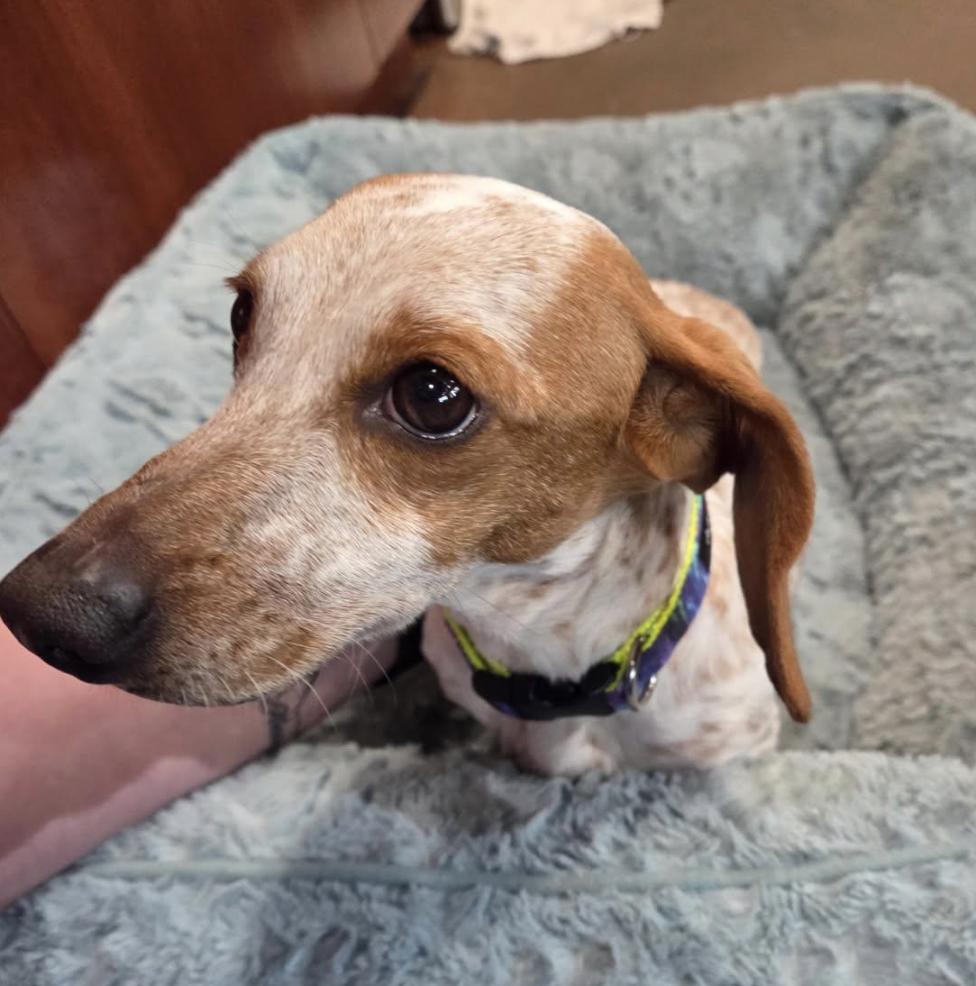 Miss Dottie Mae (Dot)/Dottie Mae, Adopted, Adult Female Dachshund.