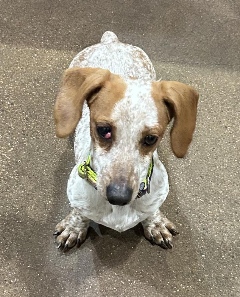 Enlarge Miss Dottie Mae (Dot)/Dottie Mae, a Adopted Dachshund in Arlington, TX image 2/2