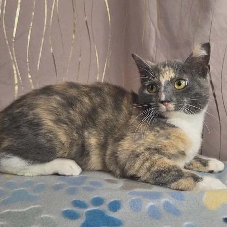 Enlarge Pastel, a Adoptable Dilute Calico in Albany, NY image 2/6