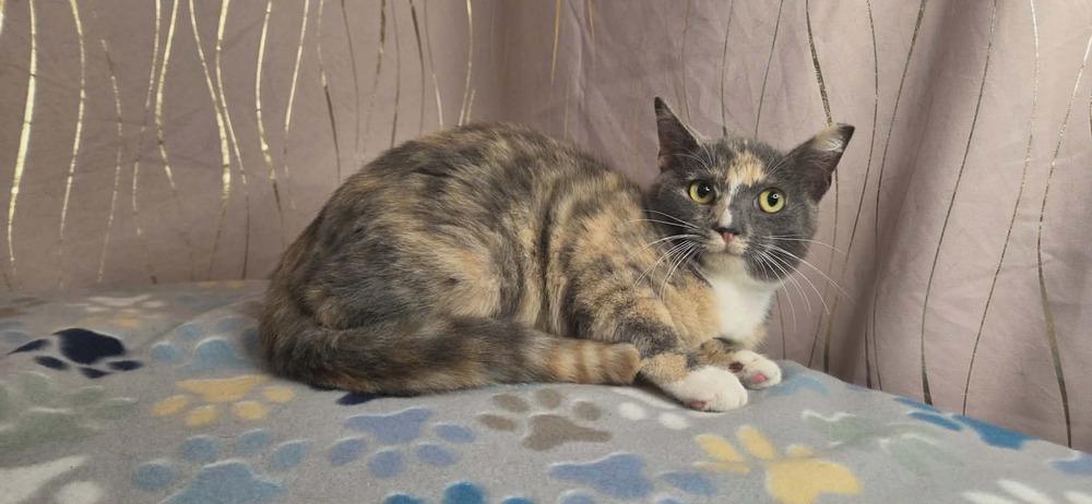 Enlarge Pastel, a Adoptable Domestic Short Hair in Long Beach, MS image 2/6