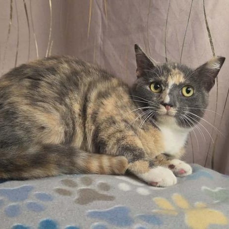 Enlarge Pastel, a Adoptable Dilute Calico in Albany, NY image 3/6