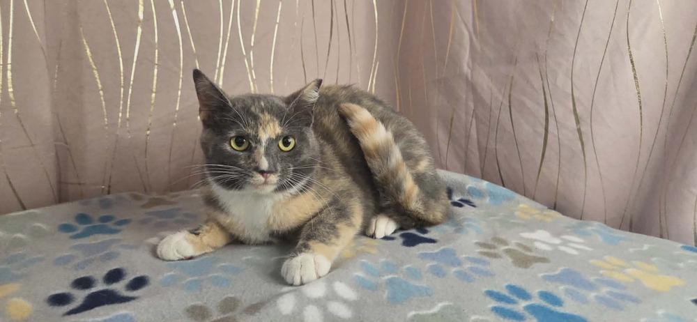Enlarge Pastel, a Adoptable Domestic Short Hair in Long Beach, MS image 3/6