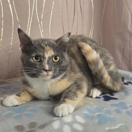 Enlarge Pastel, a Adoptable Dilute Calico in Albany, NY image 1/6