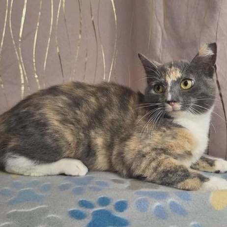 Enlarge Pastel, a Adoptable Dilute Calico in Albany, NY image 4/6