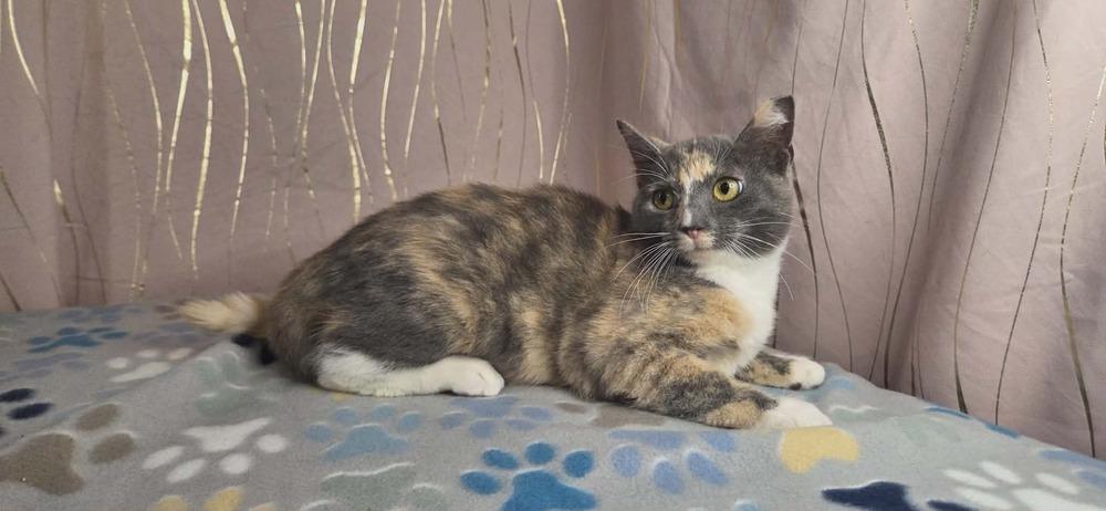 Enlarge Pastel, a Adoptable Domestic Short Hair in Long Beach, MS image 4/6
