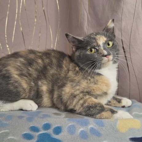 Enlarge Pastel, a Adoptable Dilute Calico in Albany, NY image 5/6
