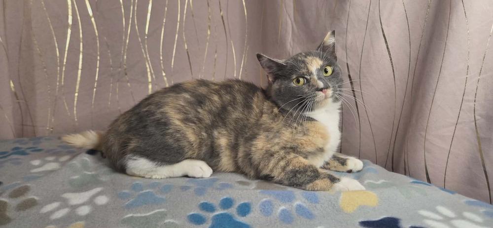 Enlarge Pastel, a Adoptable Domestic Short Hair in Long Beach, MS image 5/6