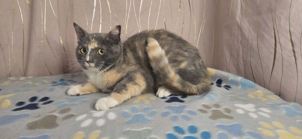 Enlarge Pastel, a Adoptable Domestic Short Hair in Long Beach, MS image 6/6