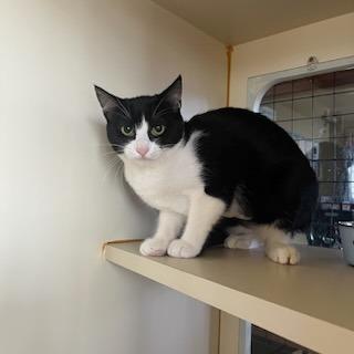 Blossom, Adoptable, Kitten Female Domestic Short Hair.