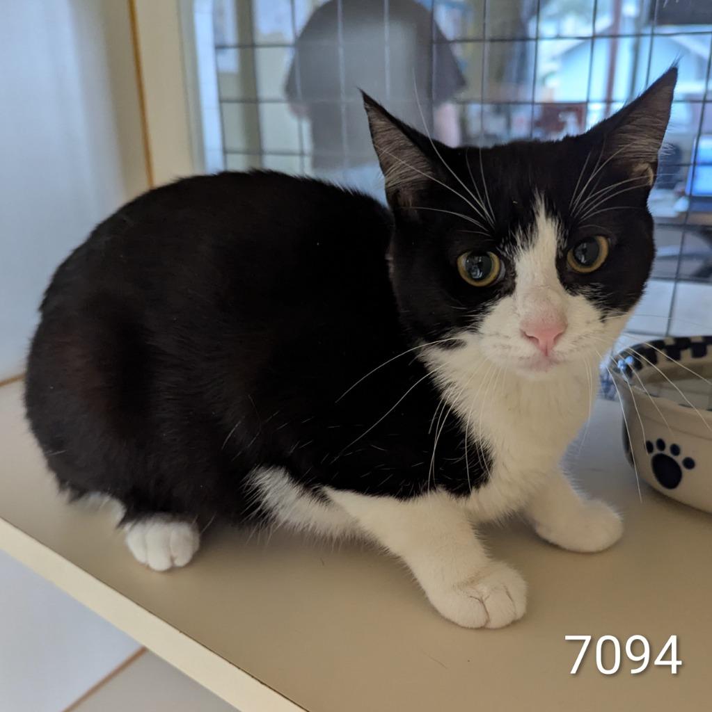 Enlarge Blossom, a Adoptable mixed breed in Aberdeen, WA image 2/2