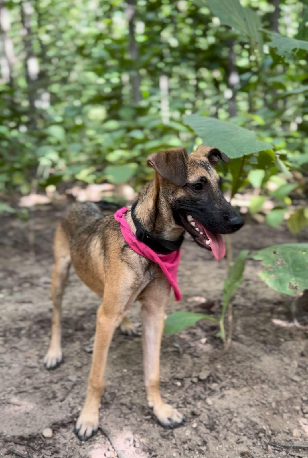 Enlarge Coco, a ADOPTABLE mixed breed in Vancouver, BC image 3/6