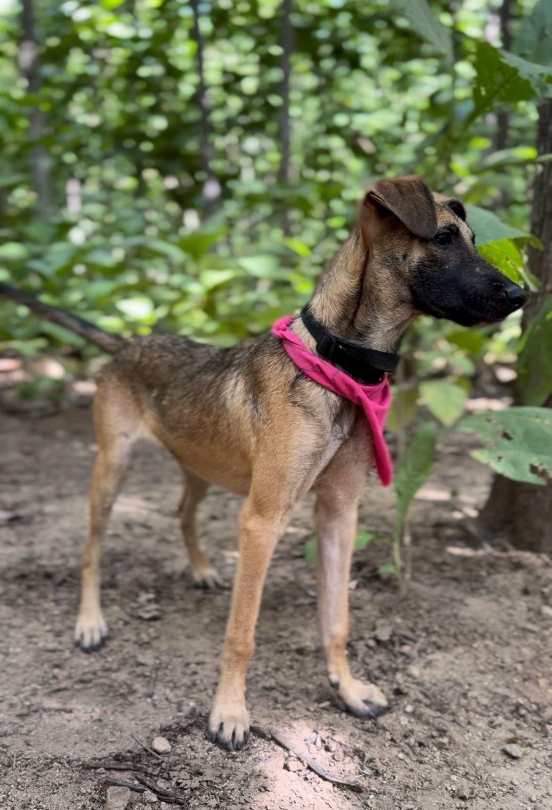 Enlarge Coco, a ADOPTABLE mixed breed in Vancouver, BC image 2/6