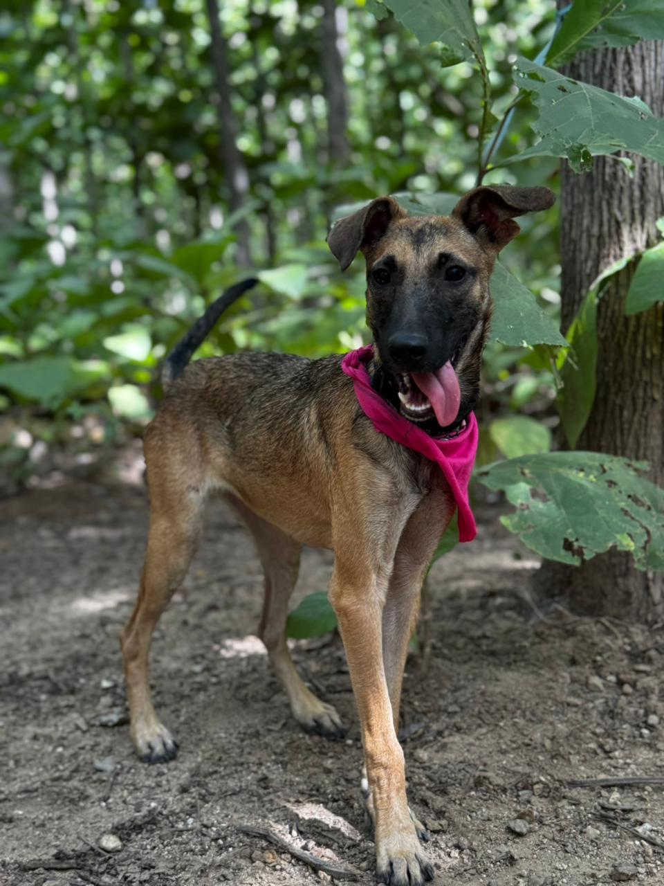 Enlarge Coco, a ADOPTABLE mixed breed in Vancouver, BC image 1/6