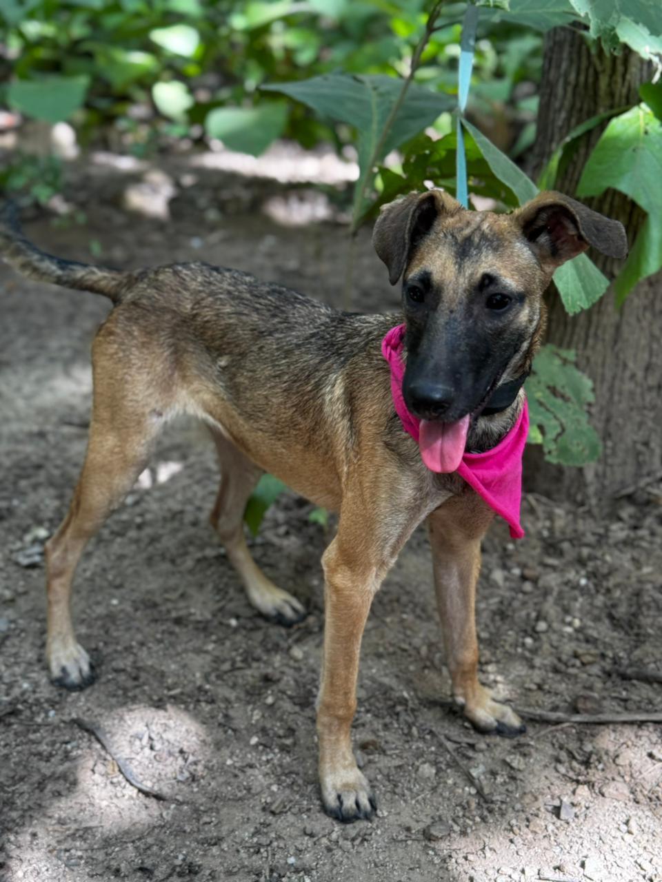 Enlarge Coco, a ADOPTABLE mixed breed in Vancouver, BC image 6/6