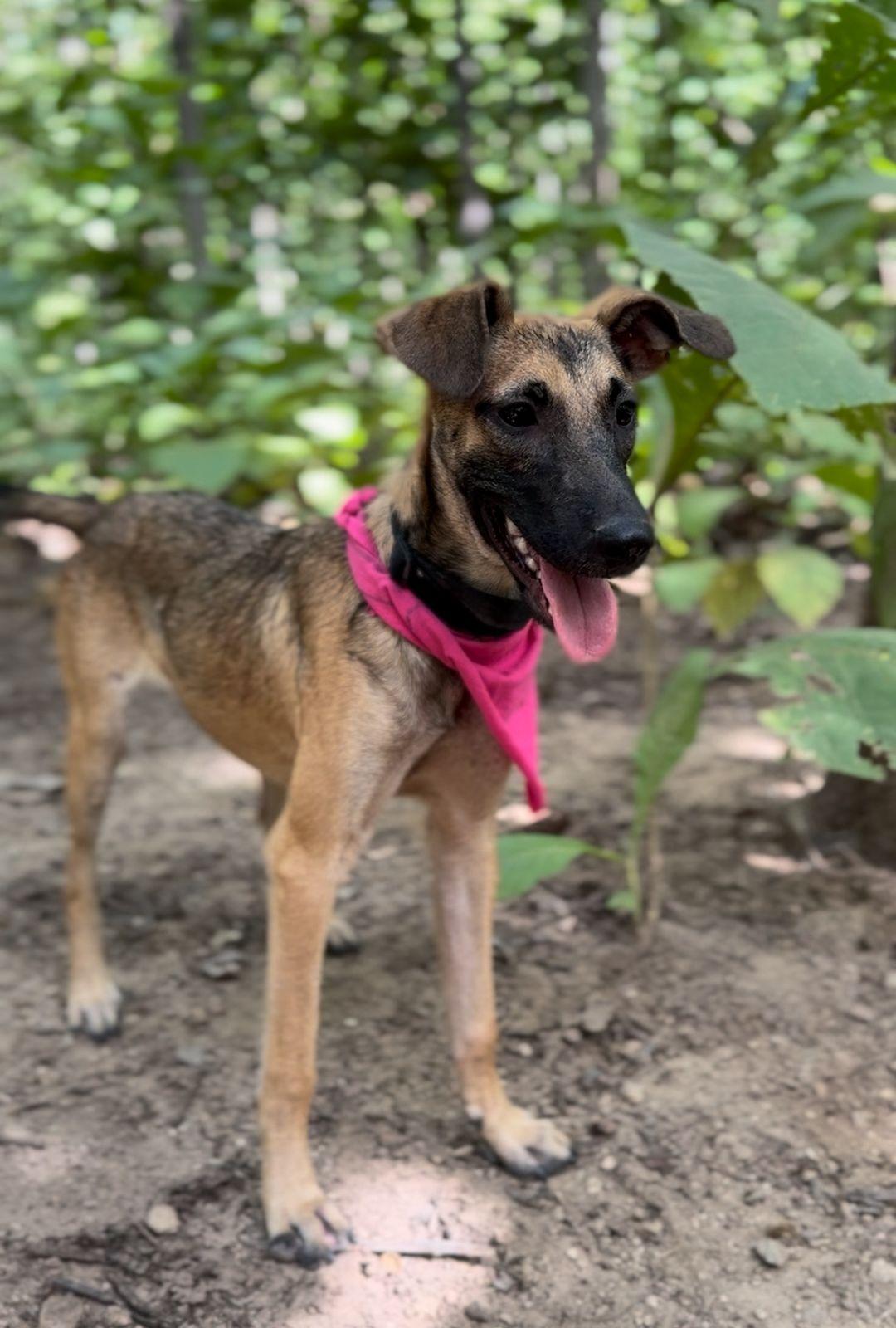 Enlarge Coco, a ADOPTABLE mixed breed in Vancouver, BC image 5/6