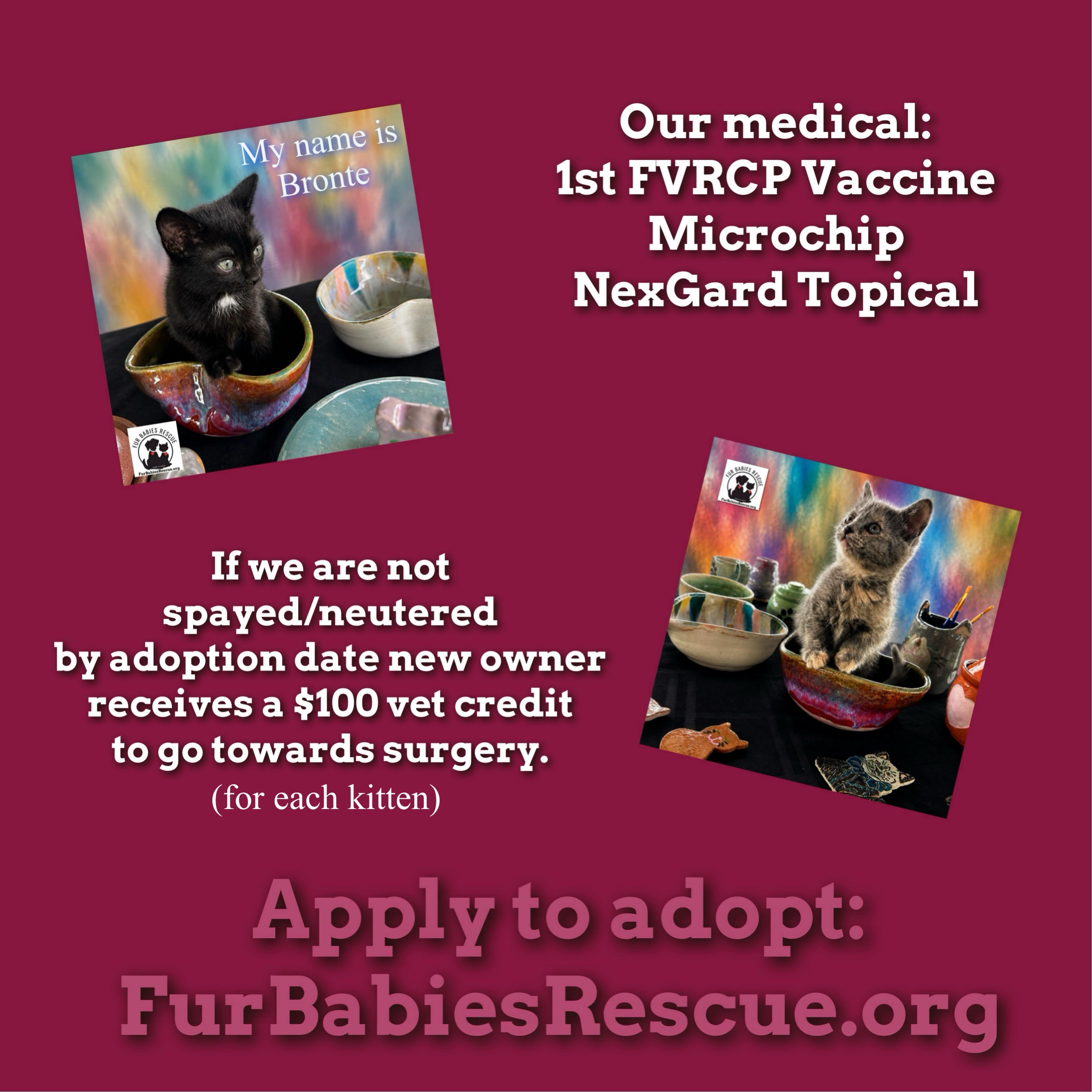 Bronte, a Adoptable Domestic Short Hair in Hickory, NC image 2/4