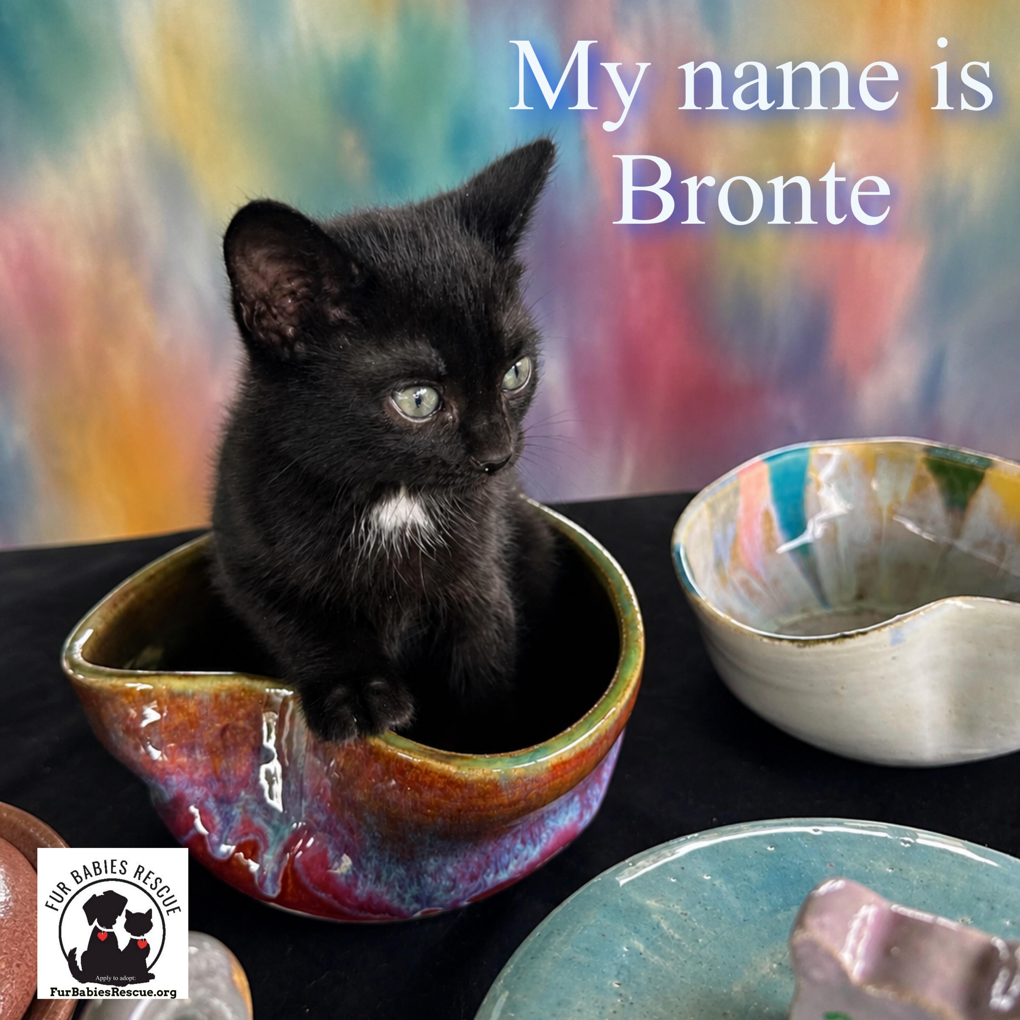 Bronte, a Adoptable Domestic Short Hair in Hickory, NC image 1/4