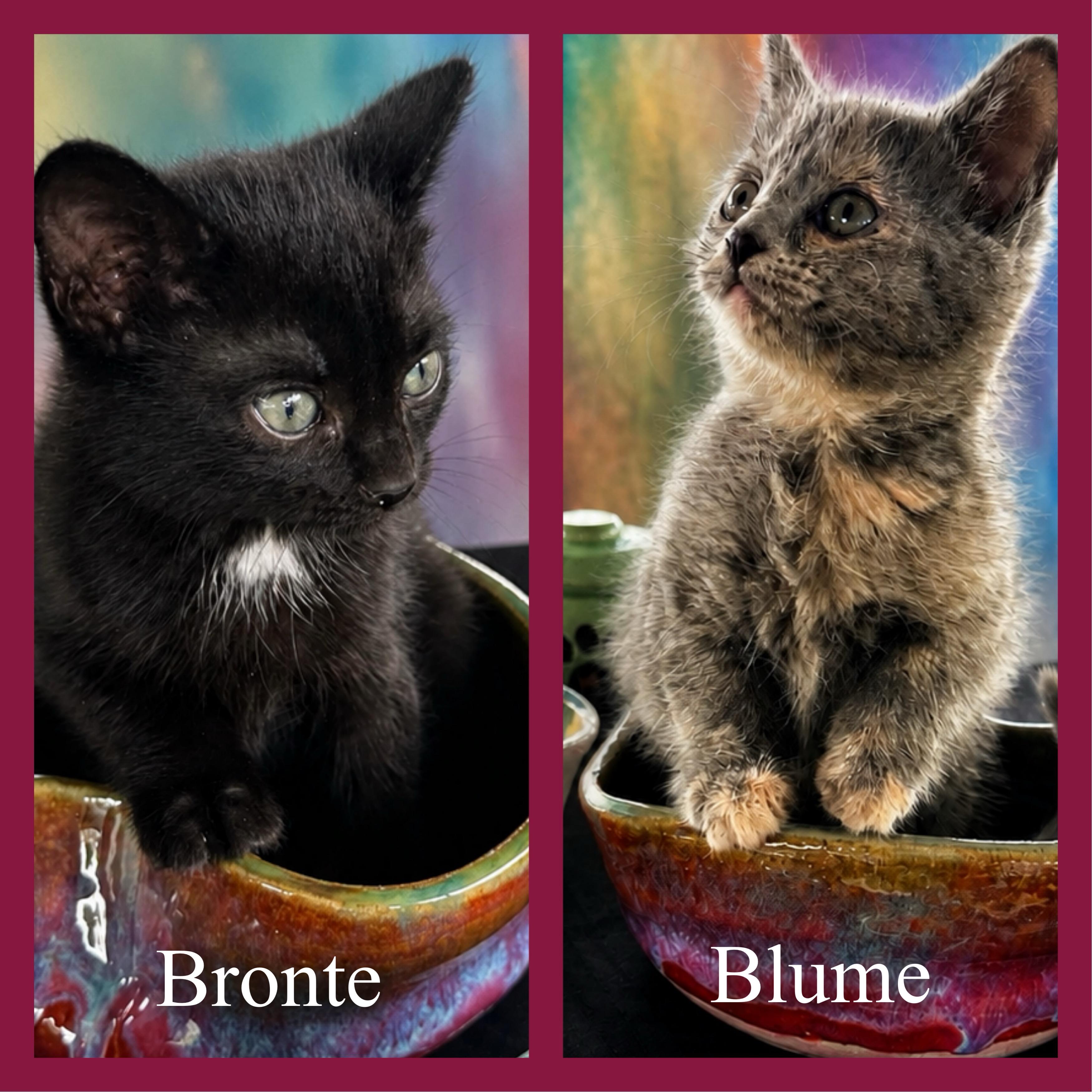 Bronte, a Adoptable Domestic Short Hair in Hickory, NC image 3/4