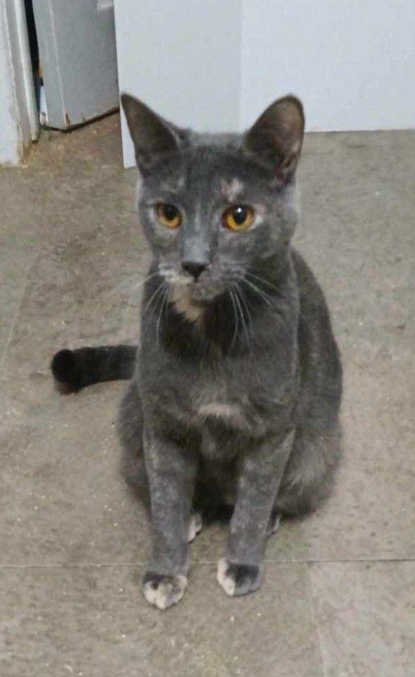 Enlarge Sophie, a Adoptable Tortoiseshell in Scarborough, ON image 1/1