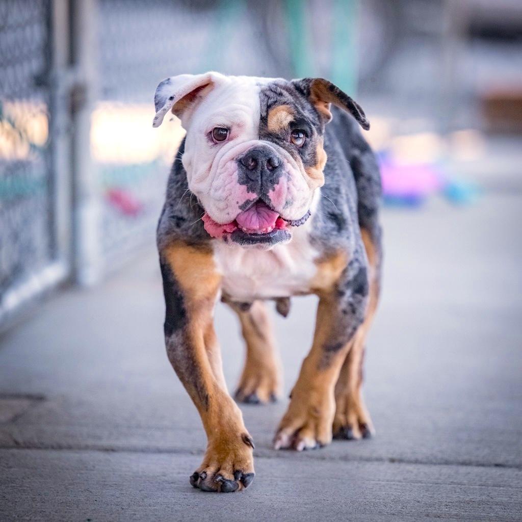 GIGI, Adoptable, Adult Female English Bulldog.