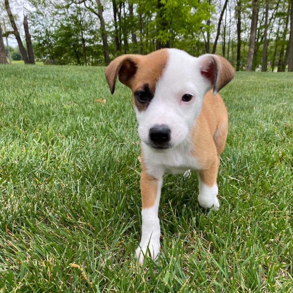 Sage, Adoptable, Puppy Female Australian Cattle Dog / Blue Heeler & Shepherd.