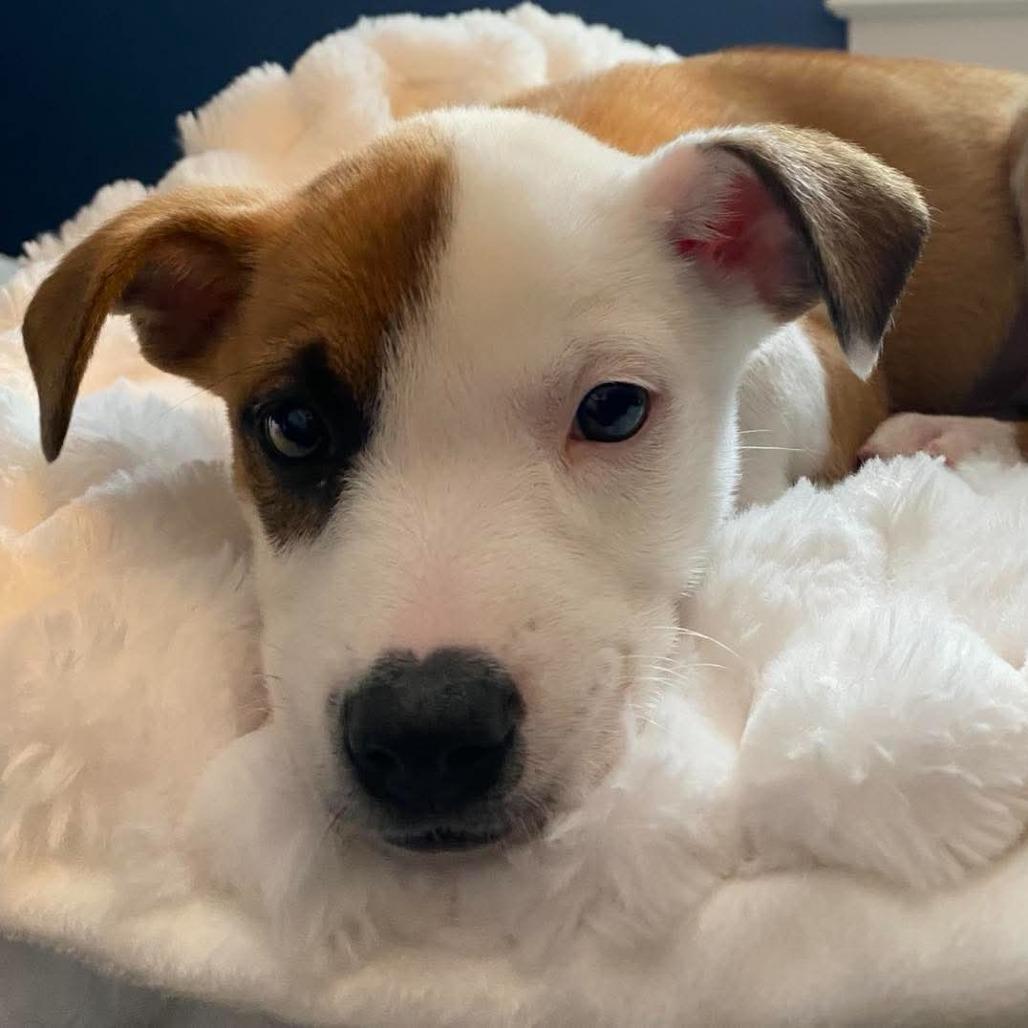 Enlarge Sage, a Adoptable mixed breed in Phoenix, MD image 2/6