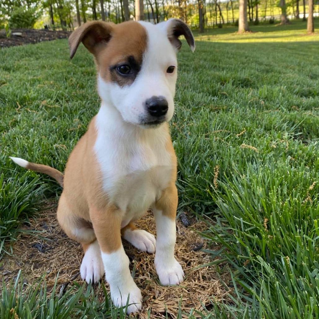 Enlarge Sage, a Adoptable mixed breed in Phoenix, MD image 4/6