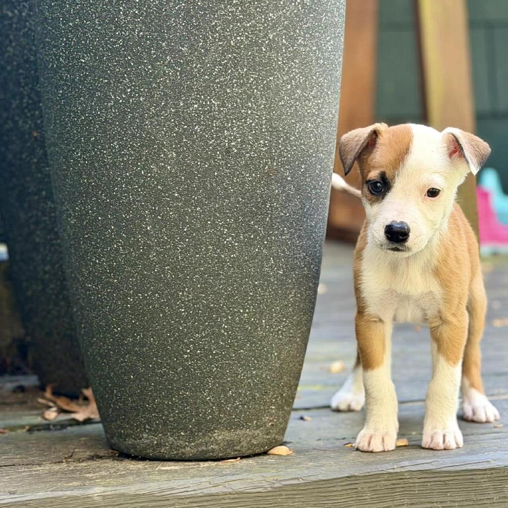 Enlarge Sage, a Adoptable mixed breed in Phoenix, MD image 2/3