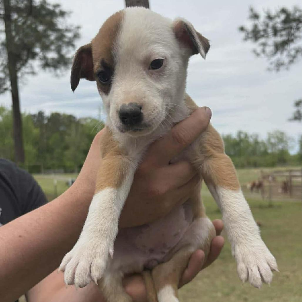 Enlarge Sage, a Adoptable mixed breed in Phoenix, MD image 3/3