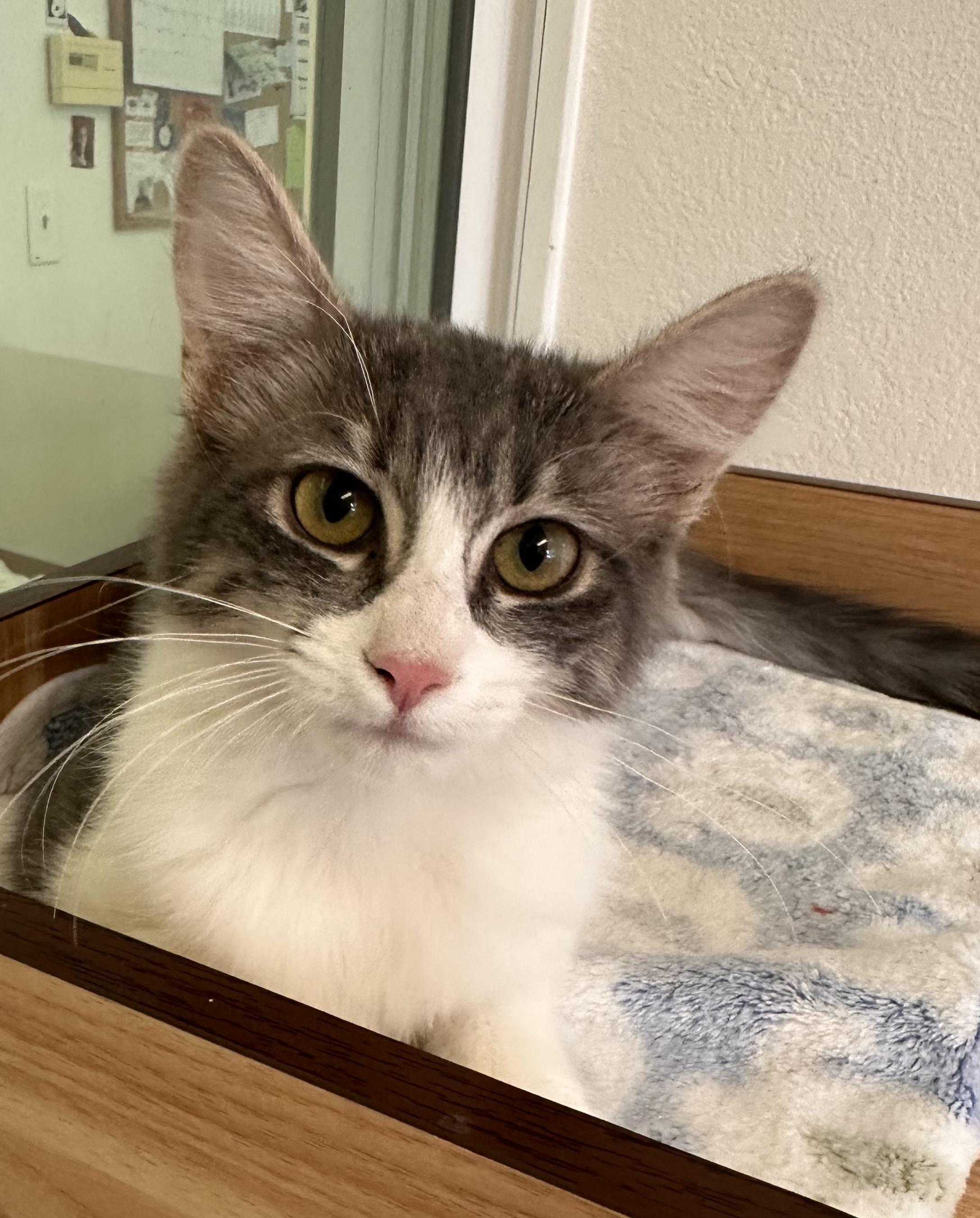 Stella, adopted, Kitten Female Domestic Medium Hair.