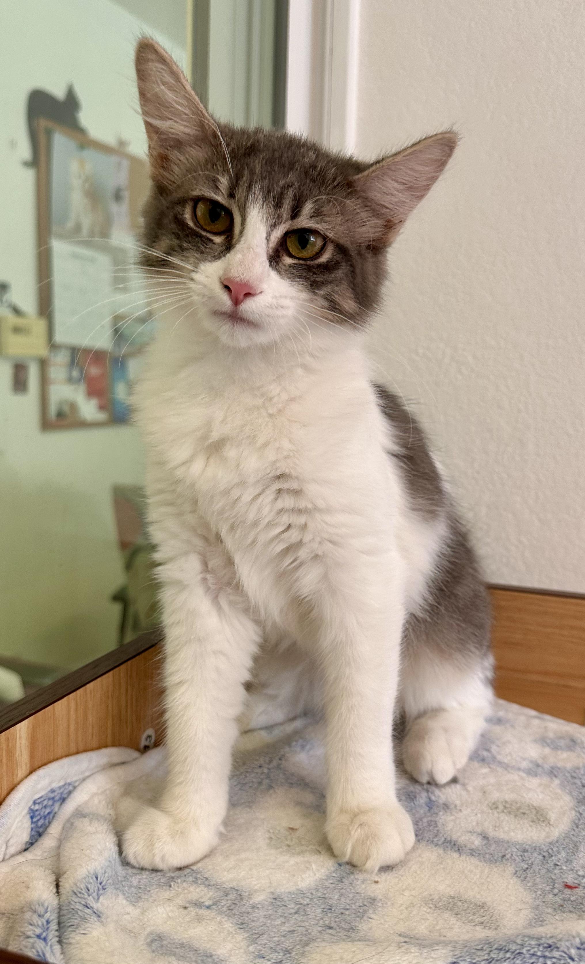 Stella, an adopted Domestic Medium Hair in Quincy, CA image 3/4